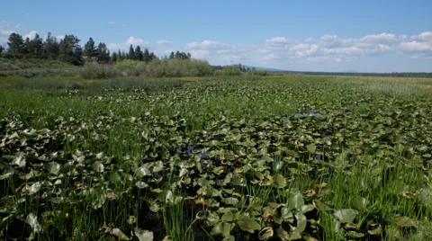 View of leaves and grass in swamp Stock Footage 49099596