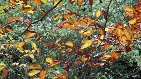View on the leaves in autumn  Video stock 168558538
