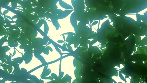 View of leaves blowing in the wind Stock Footage 229710103
