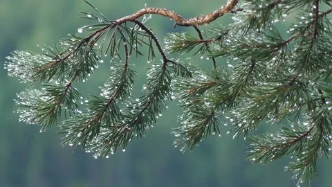 The view of the leaves Stock Footage 232645320