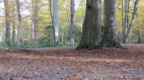 View of the leaves on the ground and the trees in the autumn Stock Footage 45830120