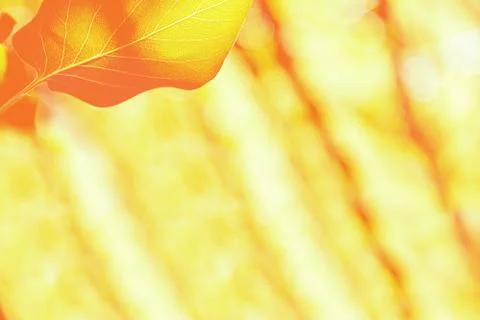View of the leaves of lilac backlit by the rays of the sun orange. 库存照片