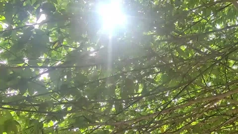 View the Leaves With the Reflection of Sunlight from Below Stock Footage 237613871