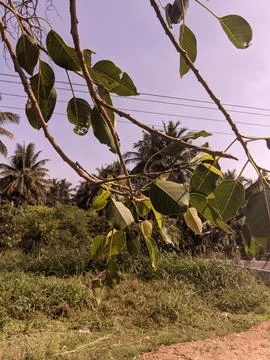View of the leaves in the tree with background coconut trees Stock Photos