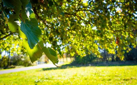 A view of the leaves of a twig from a tree, Stock Photos