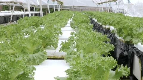 View of lectture salad vegetable in Modern vegetable farm, hydroponics organi Stock Footage 219999980