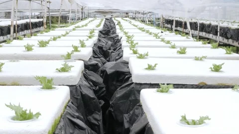 View of lectture salad vegetable sprout in Modern vegetable farm, hydroponi.. Stock Footage 324705060