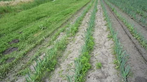 View of leeks field in countryside Stock Footage 63248764