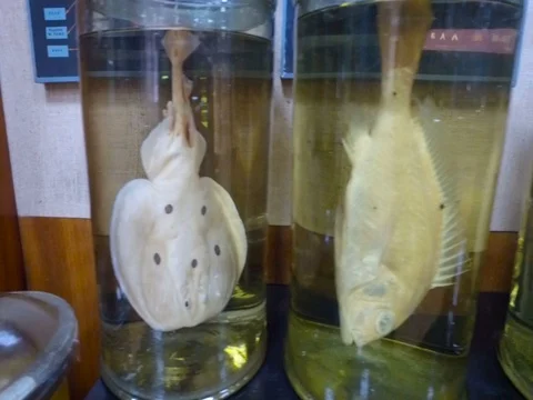 View Left Different Kinds of Fish in Glass Flasks 스톡 동영상 71564578