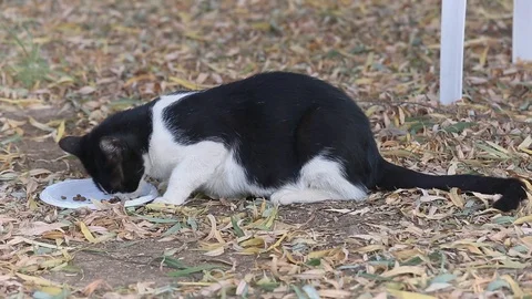 View from the left side at the homeless black and white cat who eats on grass 스톡 동영상 122340774