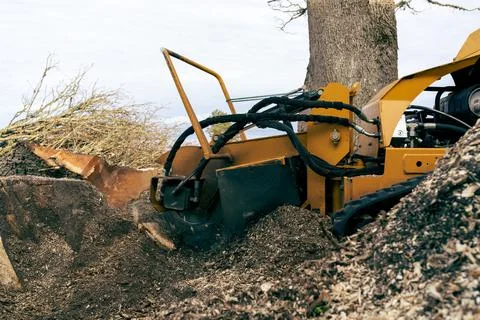 View from the left side to the stump grinder, which turns into a chip maple t Stock Photos