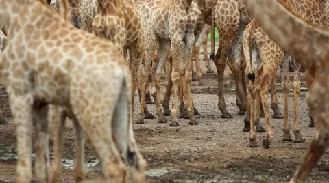 View of legs OF a herd Of giraffe. HD. 1920x1080 Stock Footage 46818572