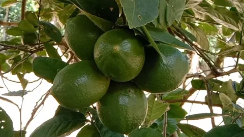 View of lemon fruit Stock Footage 238920864