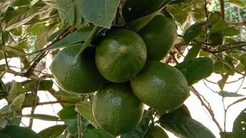 View of lemon fruit Stock Footage 238920887
