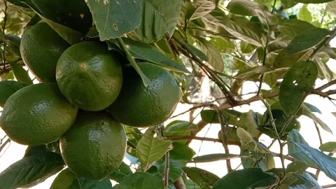 View of lemon fruit Stock Footage 238920929