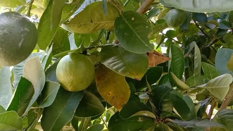 A view of lemon fruit Video stock 238921222