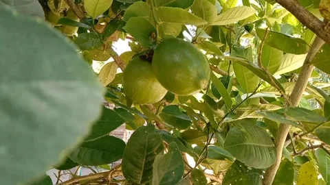 A view of lemon fruit Stock Footage 238921367