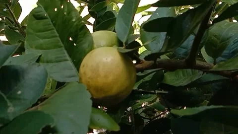 A view of lemon fruit Stock Footage 238921368