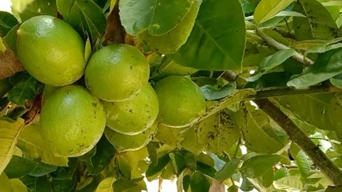 View of lemon fruit Stock Footage 238921775