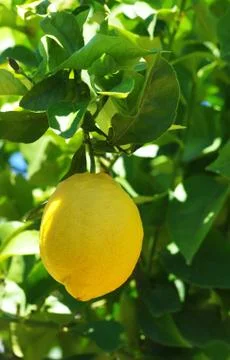 View of lemon hanging on a lemon tree Stock Photos
