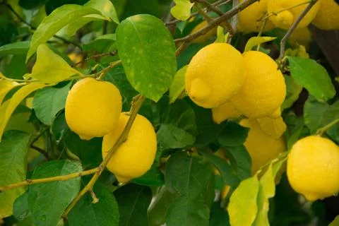 View of lemons on the tree with shallow depth of field. Stock Photos
