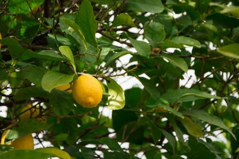 View of lemons on the tree with shallow depth of field. Stock Photos