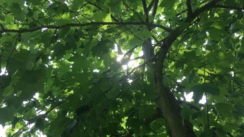 View of lens flare of sun under oak tree in forest 스톡 동영상 112603070
