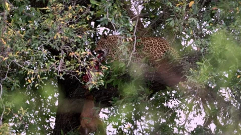 View of a leopard with its kill in a tree in South Africa. Video stock 333521580