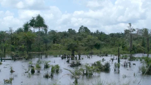 View of Liberian landscape Stock Footage 127987511