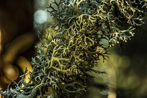 View of a lichen in the middle of a pine forest. madrid.spain Stock Photos