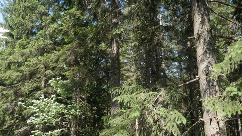 View from the lift to the trees, smooth movement. Summer. Video stock 109403609