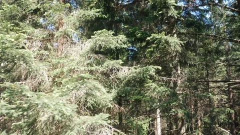 View from the lift to the trees, smooth movement. Summer. Stock Footage 109403652