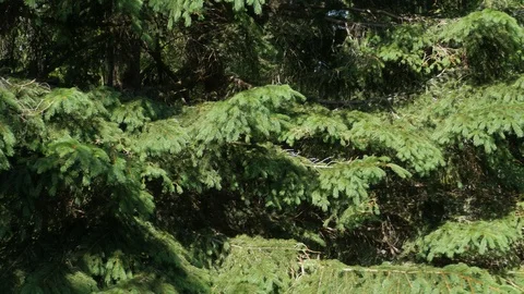 View from the lift to the trees, smooth movement. Summer. Video stock 109403654