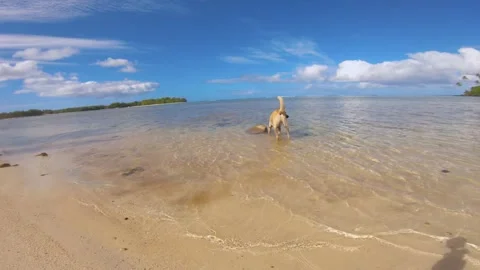 View of a light brown dog happily running around on the beach in shallow calm re Stock Footage 253457336