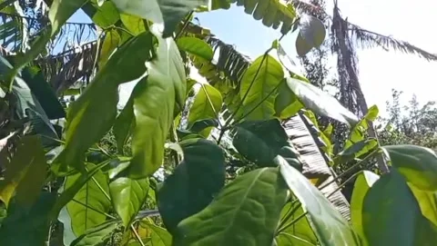 A view of light green leafy plants growing abundantly. Stock Footage 325204734