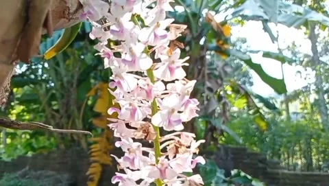 A view of light purple orchids growing on a tree trunk. Stock Footage 327530195