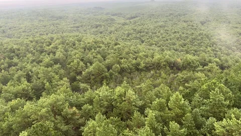 View from Lighthouse Over Forest by the Sea, Cloudy Weather Stock Footage 281905050