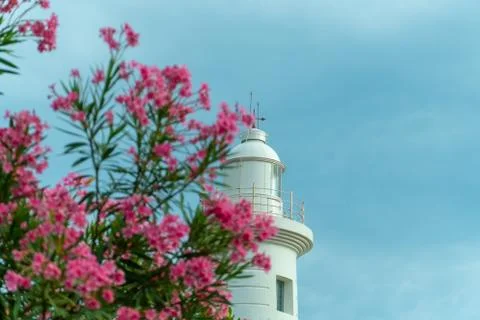 View Of The Lighthouse Through The Nerium Oleander Tree Photos