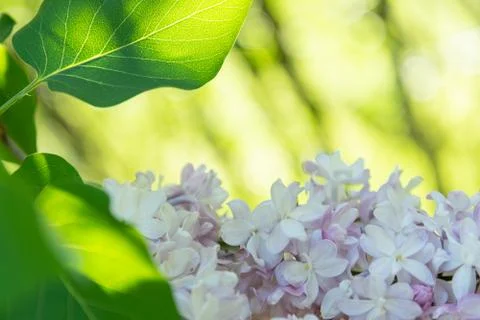 View of the lilac leaves backlit by the rays of the sun. Stock Photos