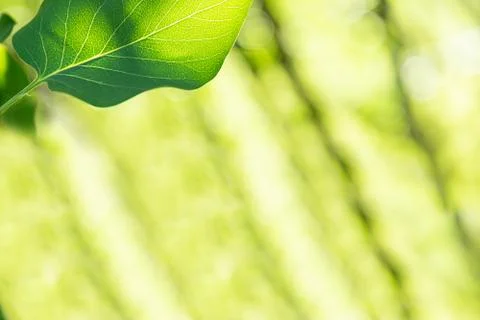 View of the lilac leaves backlit by the rays of the sun. Stock Photos