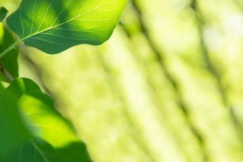 View of the lilac leaves backlit by the rays of the sun. Stock Photos
