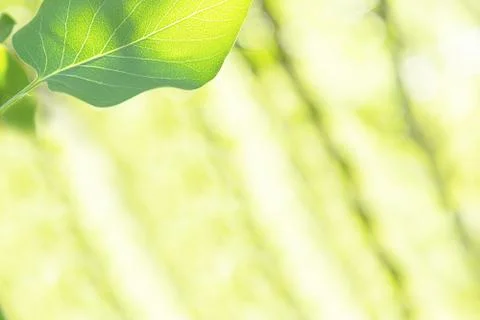 View of the lilac leaves backlit by the rays of the sun. Stock Photos