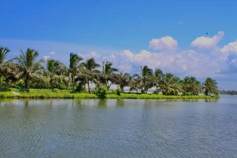View of the line of coconut trees in the bangs of a river Stock Photos
