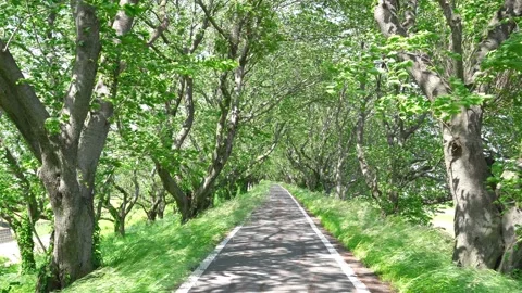 View of the line of trees Stock Footage 170832662