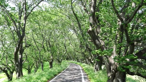 View of the line of trees Stock Footage 170832689