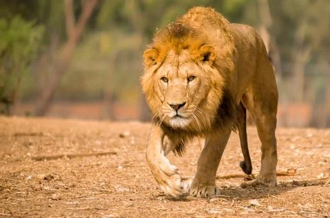 View of lion walking Stock Photos