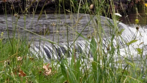 View of a little brook in the park of Munich. Germany. Running water is visible Stock Footage 120544402