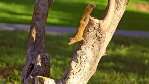 A view of a little squirrel moving on a pine tree Stock Footage 152497679