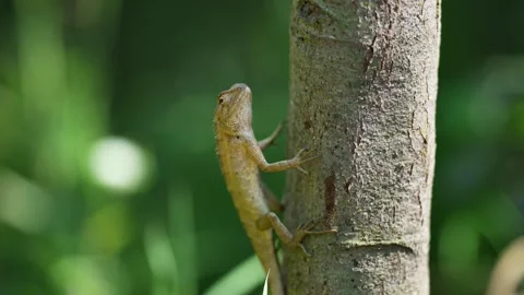 View of a lizard climbing a tree trunk in the forest, Nepal. Vídeo Stock 335607994