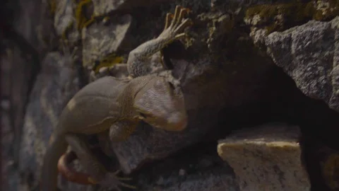 View of a lizard crawling into the hole on a wall Video stock 107911569